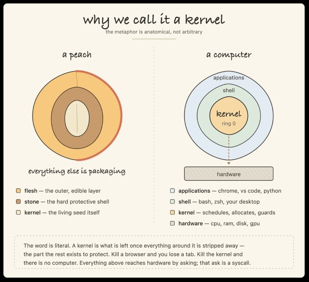 Side-by-side diagram of a peach and a computer: flesh, stone, and kernel mapped to applications, shell, and kernel above hardware